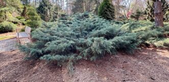 “Blue Pfitzer juniper with tiered branches and blue needles.”
