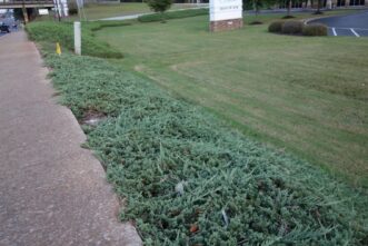 “Blue Rug juniper forms a dense mat that hugs the ground and suppresses weeds.”