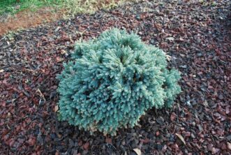 “Blue Star singleseed juniper with silvery blue pointed needles.”
