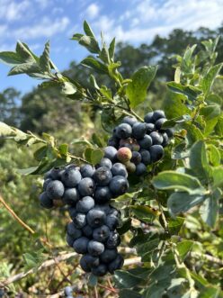 “Blueberry bush growing in South Carolina selected for appropriate chill-hour requirement.”