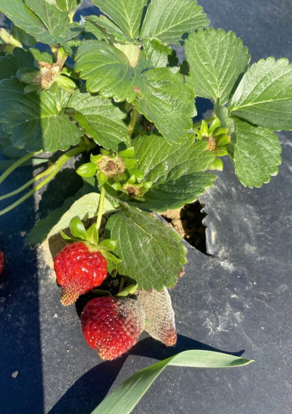 Botrytis spreading from an infected strawberry to a healthy fruit in the field.