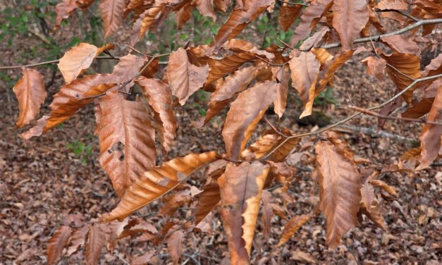 When Leaves Don’t Let Go: Marcescence