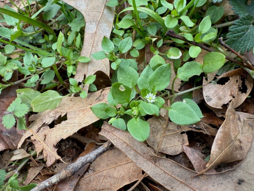 Chickweed (Stellaria media) is popping up in patches for the new year.