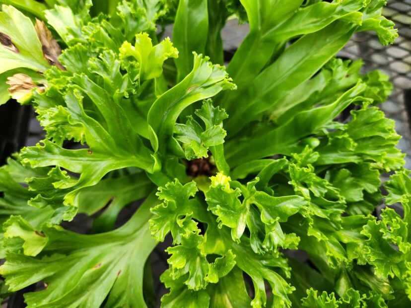 “Close-up of Bird’s Nest Fern cultivar fronds with forked tips (Asplenium antiquum ‘Leslie’).”