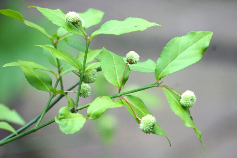 Close-up of strawberry-bush green square stems with opposite toothed leaves.