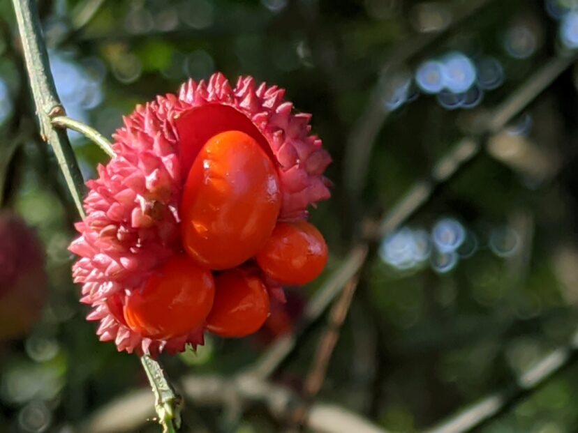 Crimson-red warty seed capsules split open to reveal reddish-orange seeds.