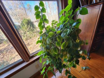 Cupid peperomia with trailing stems and heart-shaped green leaves grown in a hanging basket.