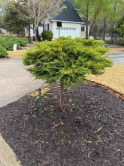 “Daub’s Frosted juniper used as an accent with spring gold-tipped needles.”