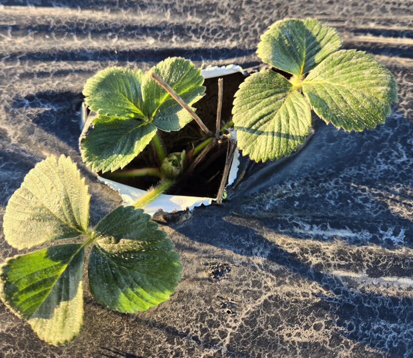 Developing strawberry plants in a Midlands field during winter conditions.