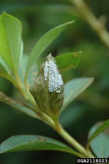 Egg mass attached to the underside of a green leaf.