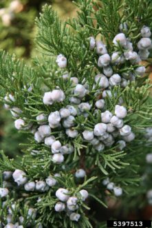 “Frosty light blue female fruit of Chinese juniper adds ornamental and wildlife value.”