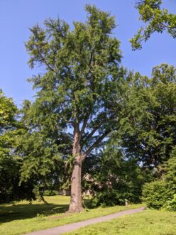 The oldest ginkgo in North America in Bartram’s Garden in Philadelphia in 2023. It has a diameter at breast height (measured 4.5 feet from the ground) or dbh of 46 inches.