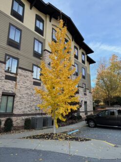 The narrow, columnar ginkgo cultivar, PNI 2720, Princeton Sentry®, is widely used in harsh urban environments and treasured for its spectacular fall color.
