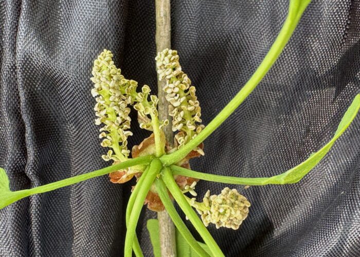 As the male, catkin-like pollen cones of ginkgo ripen, the individual pollen sacs open to shed their pollen grains.