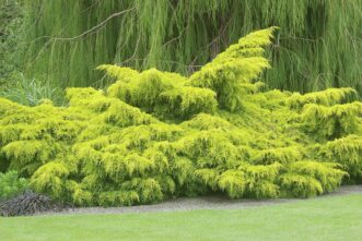 “Golden Joy Pfitzer juniper with cascading golden needles brightening the landscape.”