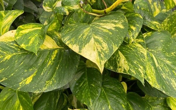 How to Grow Pothos Indoors (<em>Epipremnum</em> spp.): Care, Cultivars, and Common Problems