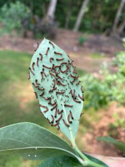 Group of young caterpillars feeding together on a leaf.