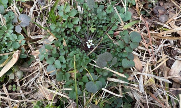 This Month in Your Garden – January 2026
