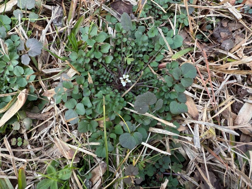 Hairy bittercress (Cardamine hirsute) is already in bloom this January.