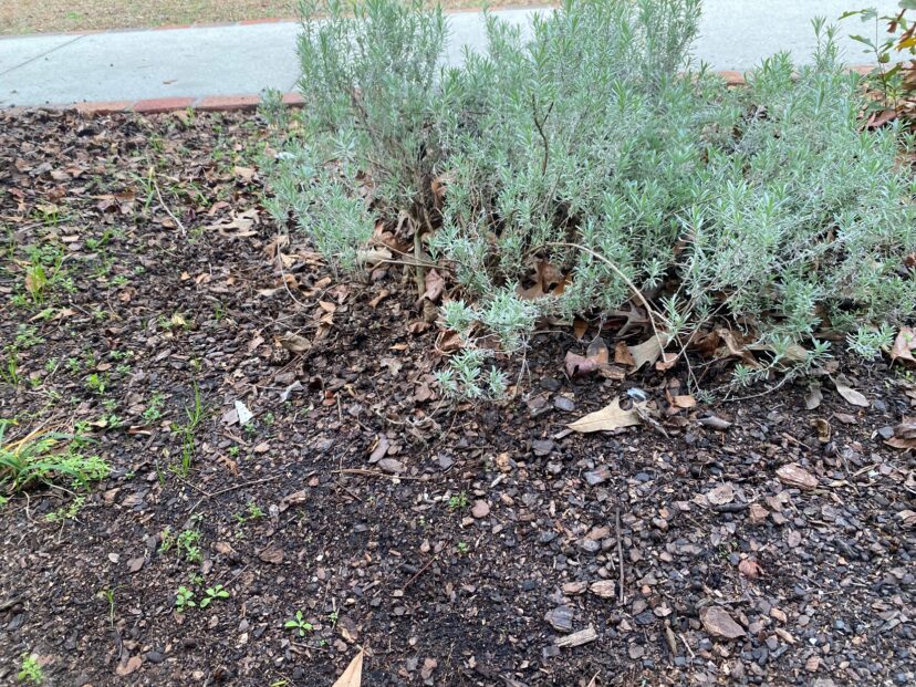 Here is an example of a bed that could use some new mulch to help smother and prevent future weeds.
