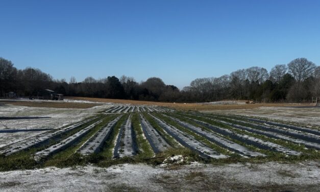 South Carolina Fruit and Vegetable Field Report – January 26, 2026