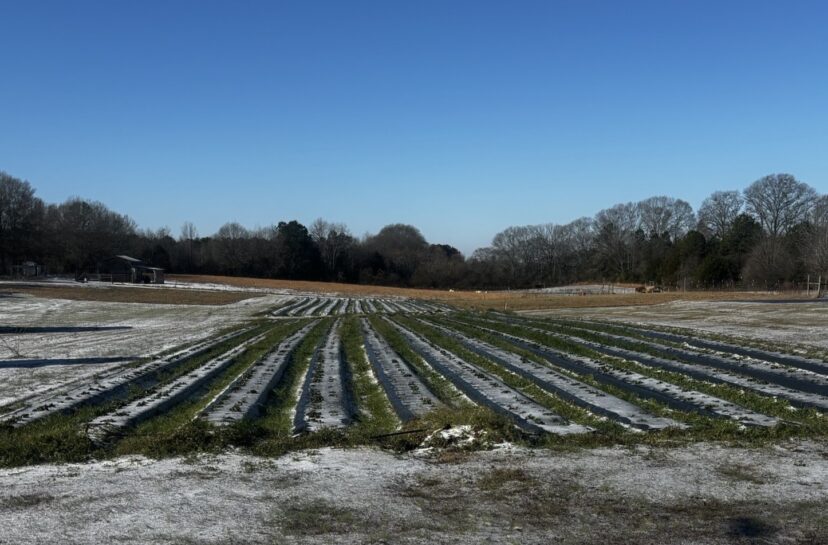 Ice accumulation measuring approximately 0.75 inches in a strawberry field in Anderson County following a winter storm.