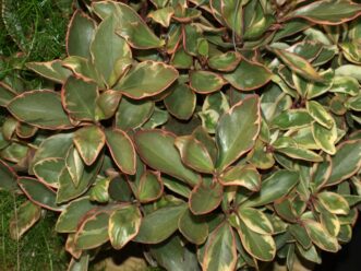 Jelly peperomia with green leaves edged in red growing as a houseplant.