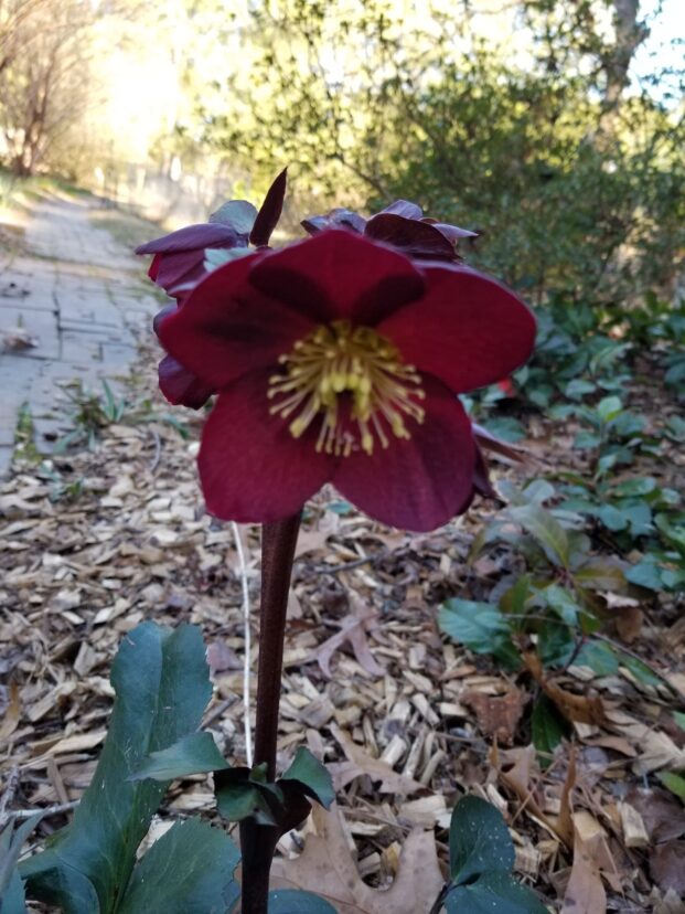 Lenten rose in bloom.