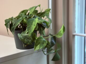 Marble Queen pothos vine with white-and-green variegated leaves growing indoors.