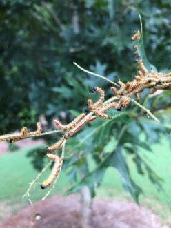 Older caterpillars with black bodies and yellow stripes feeding on a branch and raising their bodies in a U-shaped defensive posture.