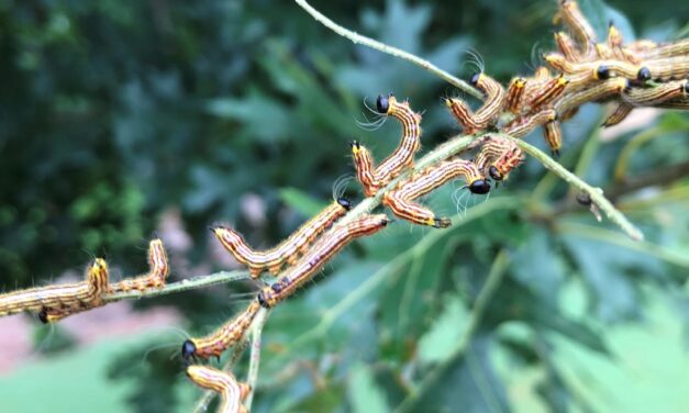 Yellownecked Caterpillar (Datana ministra) in South Carolina: Identification, Host Plants, and Management