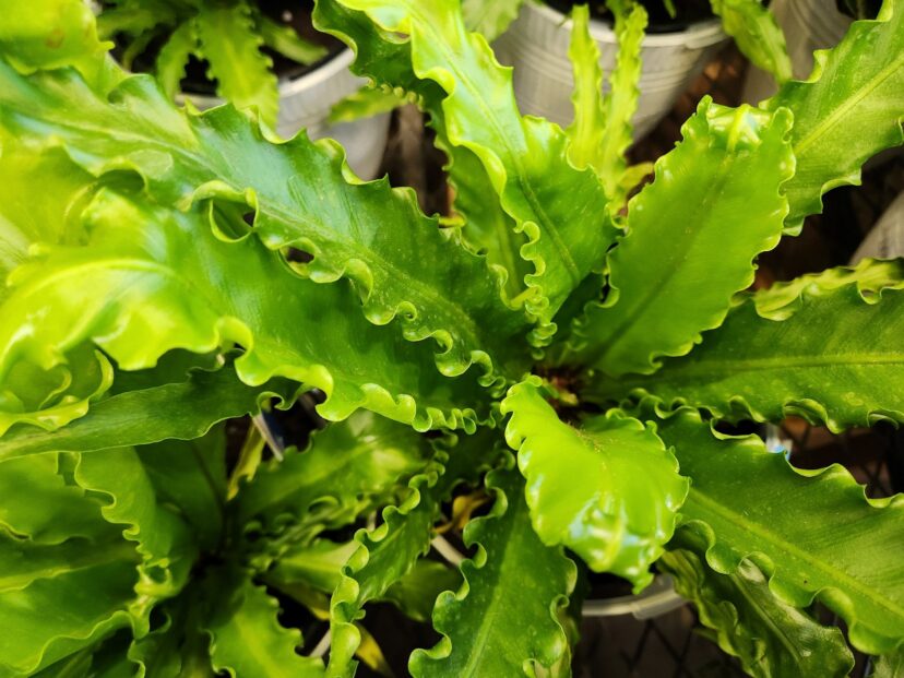 Osaka Bird’s Nest Fern (Asplenium nidus ‘Osaka’) has frilly-edged fronds.