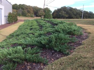 “Parsons juniper planted en masse on a dry embankment.”