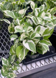 Pearls and Jade pothos with green leaves speckled with white variegation.