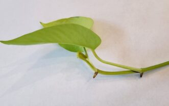 Pothos stem cuttings with visible nodes.