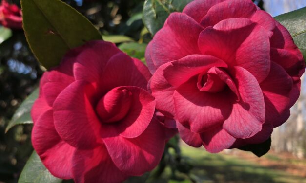 Purple Dawn Camellia (Camellia japonica 'Mathotiana').