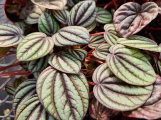 Ripple peperomia with textured, heart-shaped leaves.