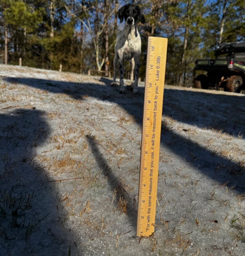 Ruler showing ice depth in a strawberry field after freezing rain in Anderson County, South Carolina.