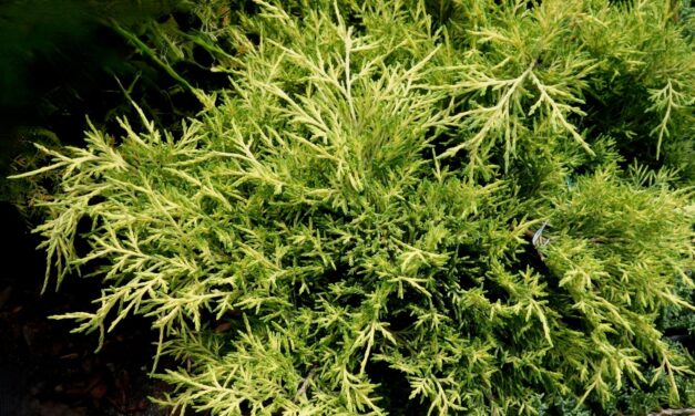 “Sea of Gold Pfitzer juniper with bright golden-green foliage.”