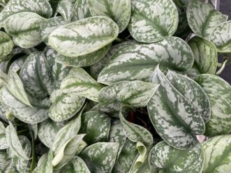 Silver Lady scindapsus plant with silvery patterned leaves growing indoors.