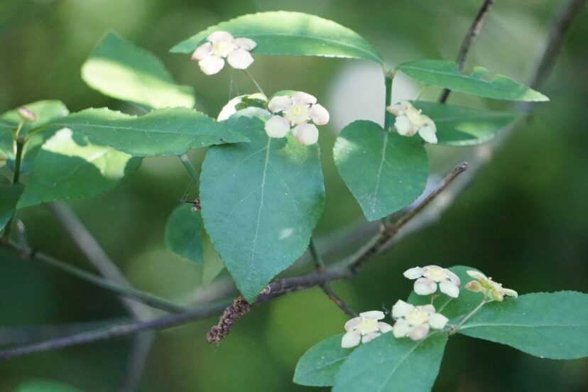 Small, yellowish-green strawberry-bush flowers blooming on new growth.