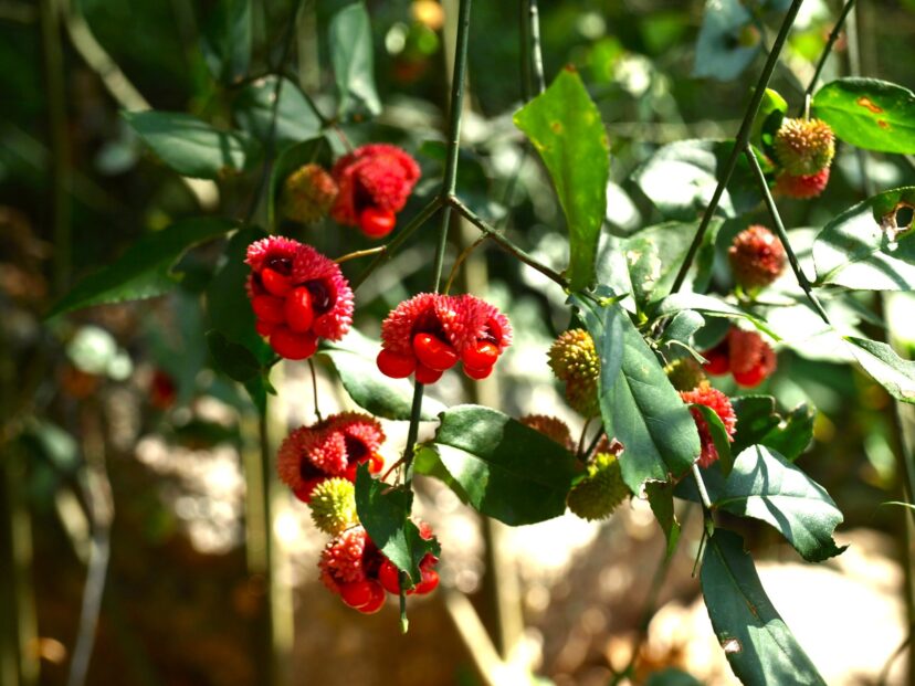 Strawberry-bush shrub showing green stems and opposite leaves in a woodland setting.