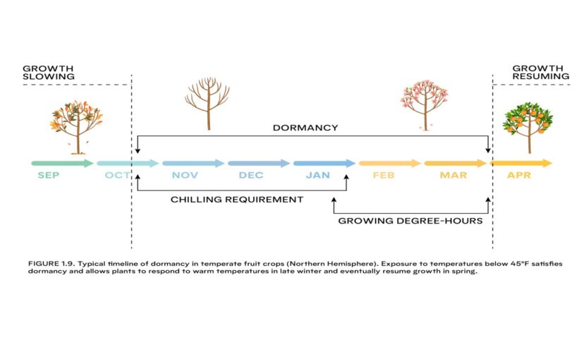 “Timeline of dormancy showing chill-hour accumulation and spring bud growth in fruit trees.”