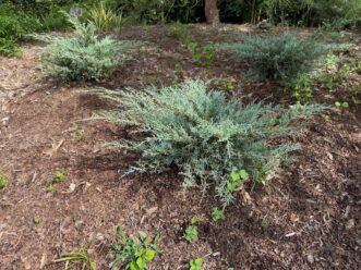 “Two-year-old Angelica Blue Chinese juniper on a mulched slope.”