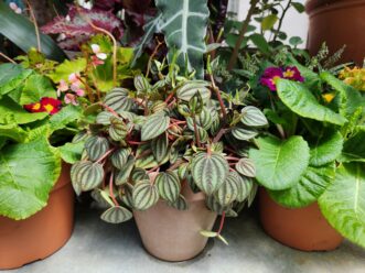 “Watermelon peperomia with silvery striped leaves and reddish stems growing indoors.”
