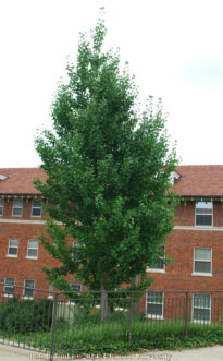 Regular structural pruning as a young tree results in a pyramidal shape with a dominant, central leader at the top and strongly attached side branches below.