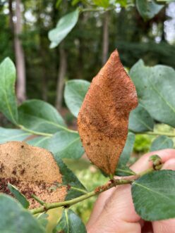 Young caterpillars remove portions of leaf tissue, leaving skeletonized brownish areas.
