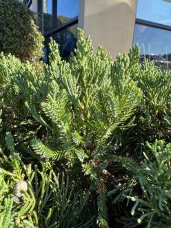 “Young, prickly juvenile needles contrast with mature scale-like adult needles on a Parsons juniper.”