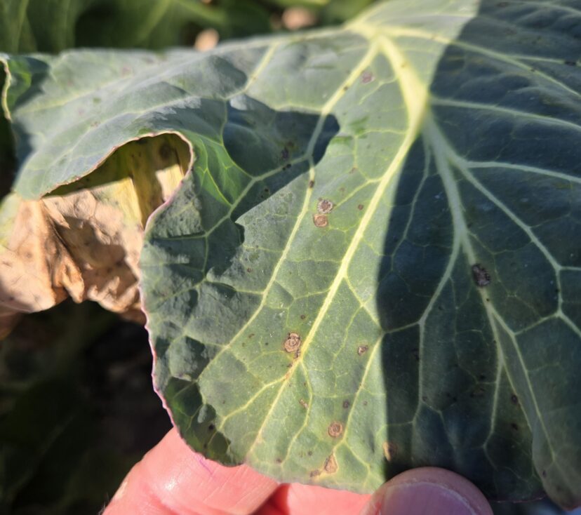 Alternaria black spot lesions on the upper surface of brassica leaves in a South Carolina vegetable field 