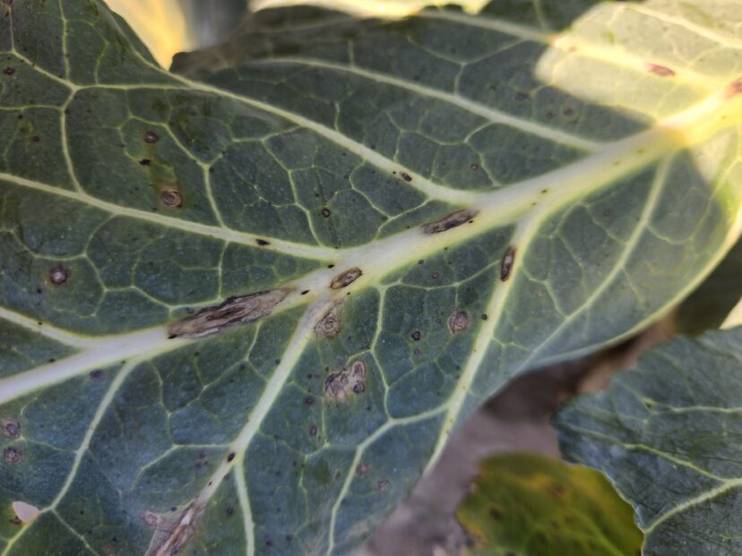 Alternaria leaf spot symptoms developing along veins and midrib of brassica leaves